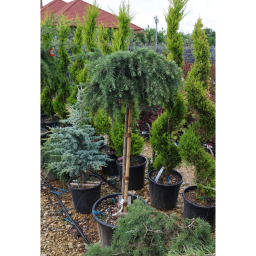 KÉK HIMALÁJAI CÉDRUS 30L-CEDRUS DEODARA FEELING BLUE 1/2 STANDARD