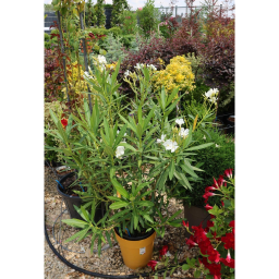 LEANDER CSERJE-NERIUM OLEANDER IN VARIETA’ BUSH