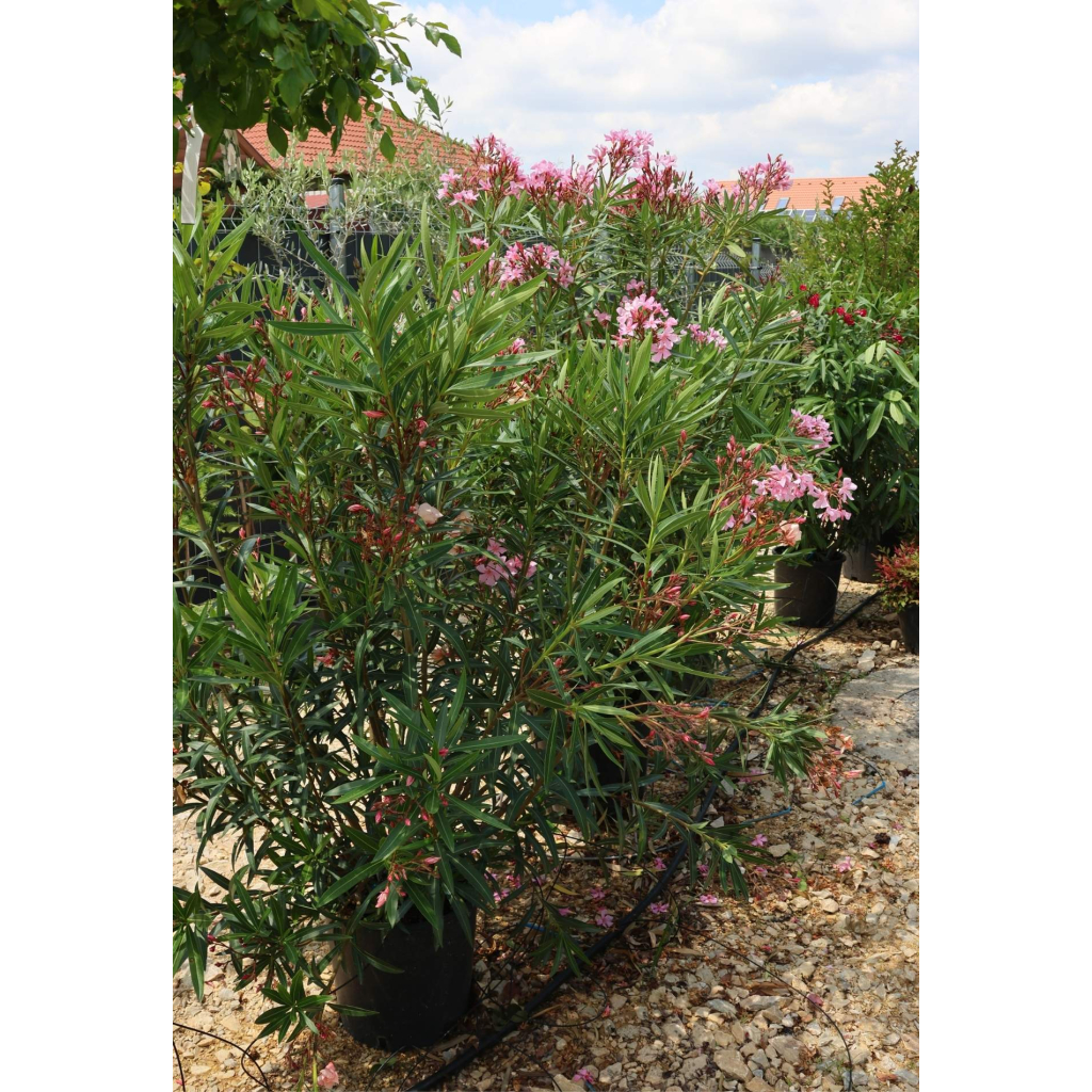 LEANDER CSERJE-NERIUM OLEANDER IN VARIETA’ BUSH
