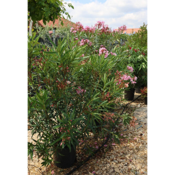 LEANDER CSERJE-NERIUM OLEANDER IN VARIETA’ BUSH