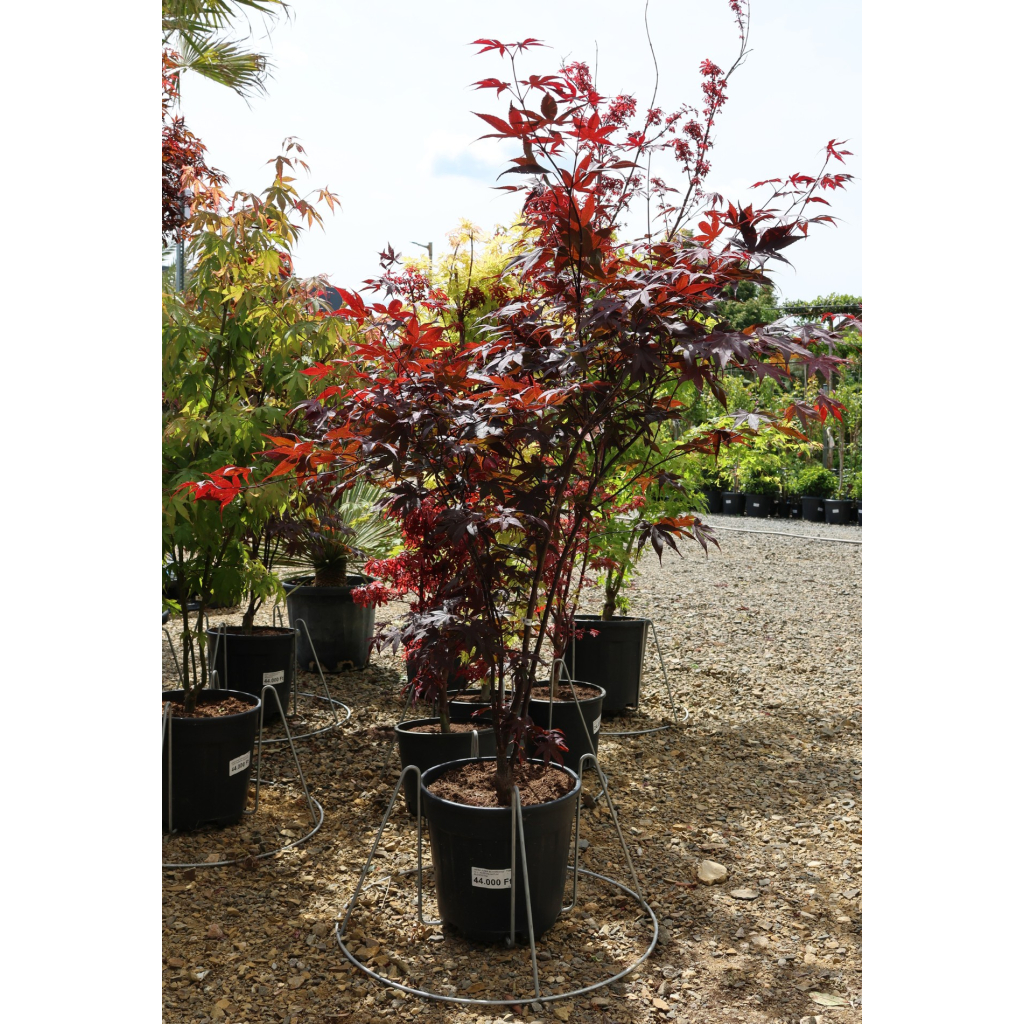 JAPÁN JUHAR BLOODGOOD 15 L - ACER PALMATUM BLOODGOOD