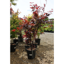 JAPÁN JUHAR BLOODGOOD 15 L - ACER PALMATUM BLOODGOOD