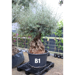 OLAJFA BONSAI- OLEA EUROPAEA BONSAI
