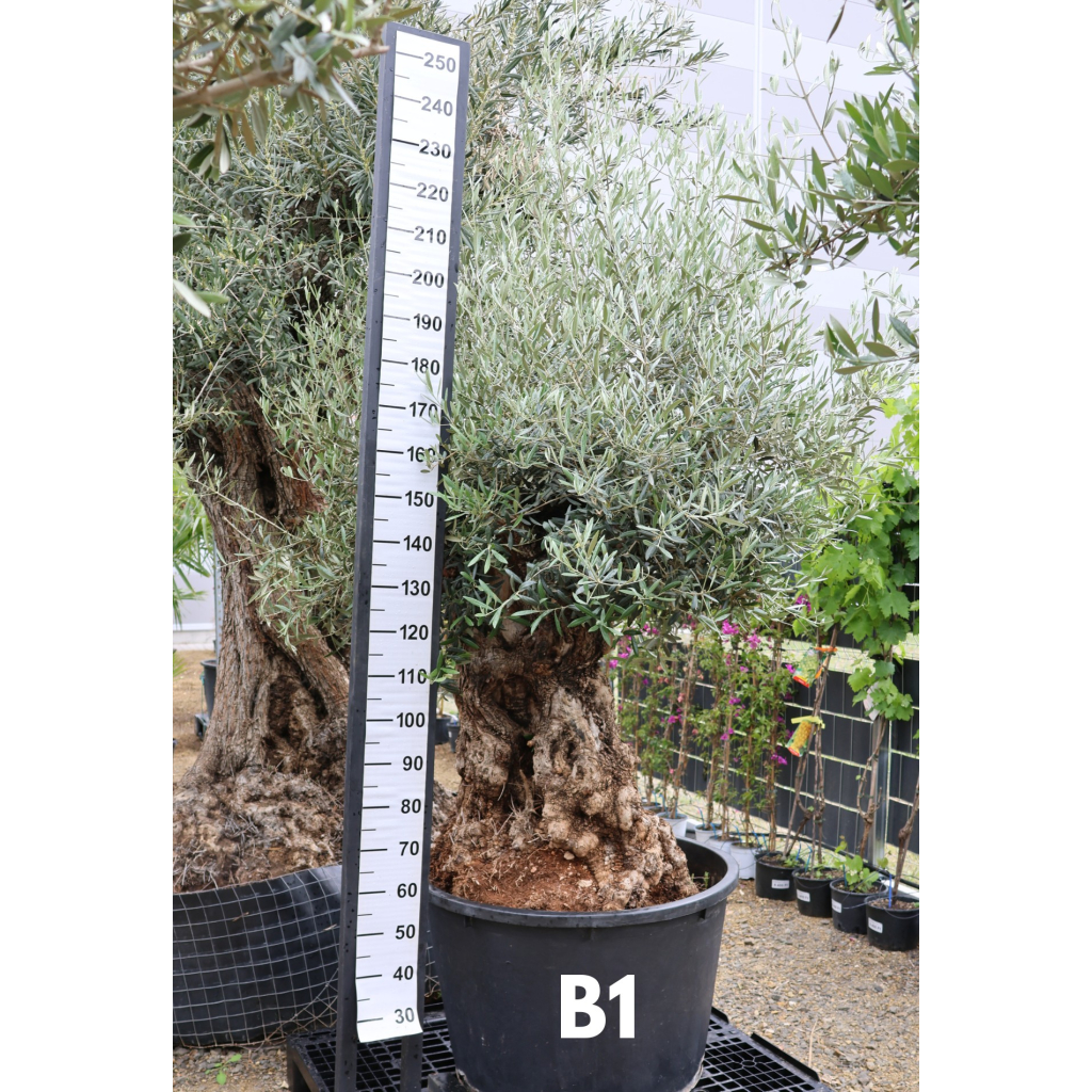 OLAJFA BONSAI- OLEA EUROPAEA BONSAI