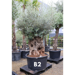 OLAJFA BONSAI- OLEA EUROPAEA BONSAI