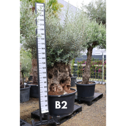 OLAJFA BONSAI- OLEA EUROPAEA BONSAI