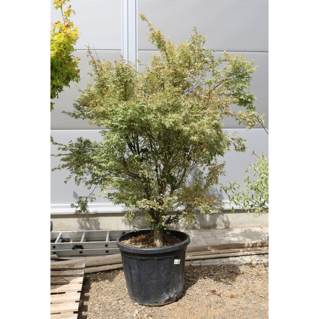 JAPÁN JUHAR BUTTERFLY 170/+ CM - ACER PALMATUM BUTTERFLY