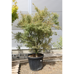 JAPÁN JUHAR BUTTERFLY 170/+ CM - ACER PALMATUM BUTTERFLY