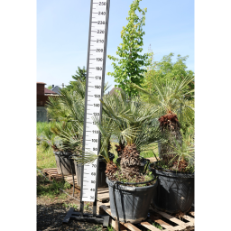 LÓSZŐRPÁLMA 1-3 TÖRZSES- CHAMAEROPS HUMILIS