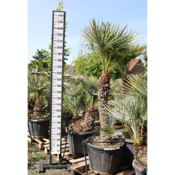 LÓSZŐRPÁLMA 1-3 TÖRZSES- CHAMAEROPS HUMILIS