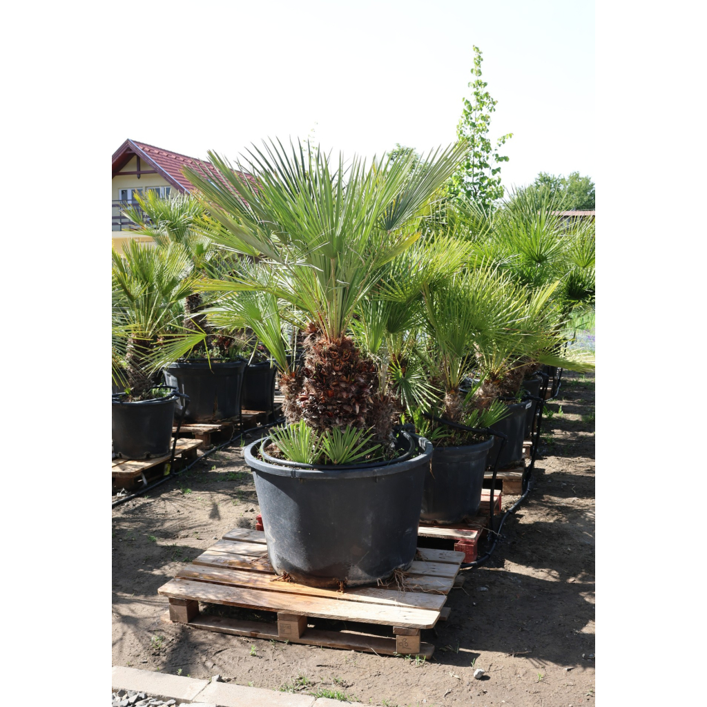 LÓSZŐRPÁLMA 1-3 TÖRZSES- CHAMAEROPS HUMILIS