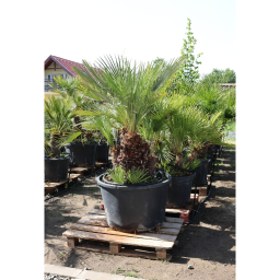 LÓSZŐRPÁLMA 1-3 TÖRZSES- CHAMAEROPS HUMILIS