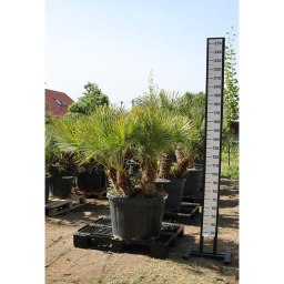 LÓSZŐRPÁLMA 3+ TÖRZSES- CHAMAEROPS HUMILIS