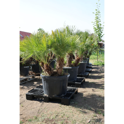 LÓSZŐRPÁLMA 3+ TÖRZSES- CHAMAEROPS HUMILIS