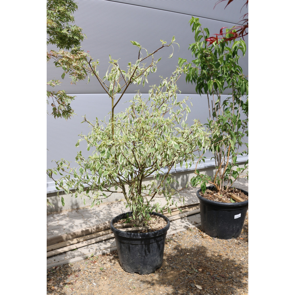 EMELETES SOM 140/150 CM- CORNUS CONTROVERSA VARIEGATA