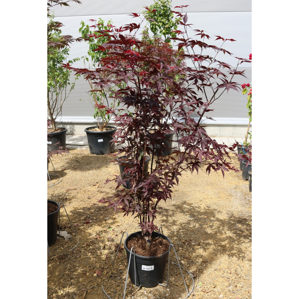 JAPÁN JUHAR FIREGLOW 15 L -ACER PALMATUM FIREGLOW
