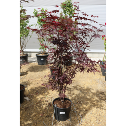 JAPÁN JUHAR FIREGLOW 15 L -ACER PALMATUM FIREGLOW