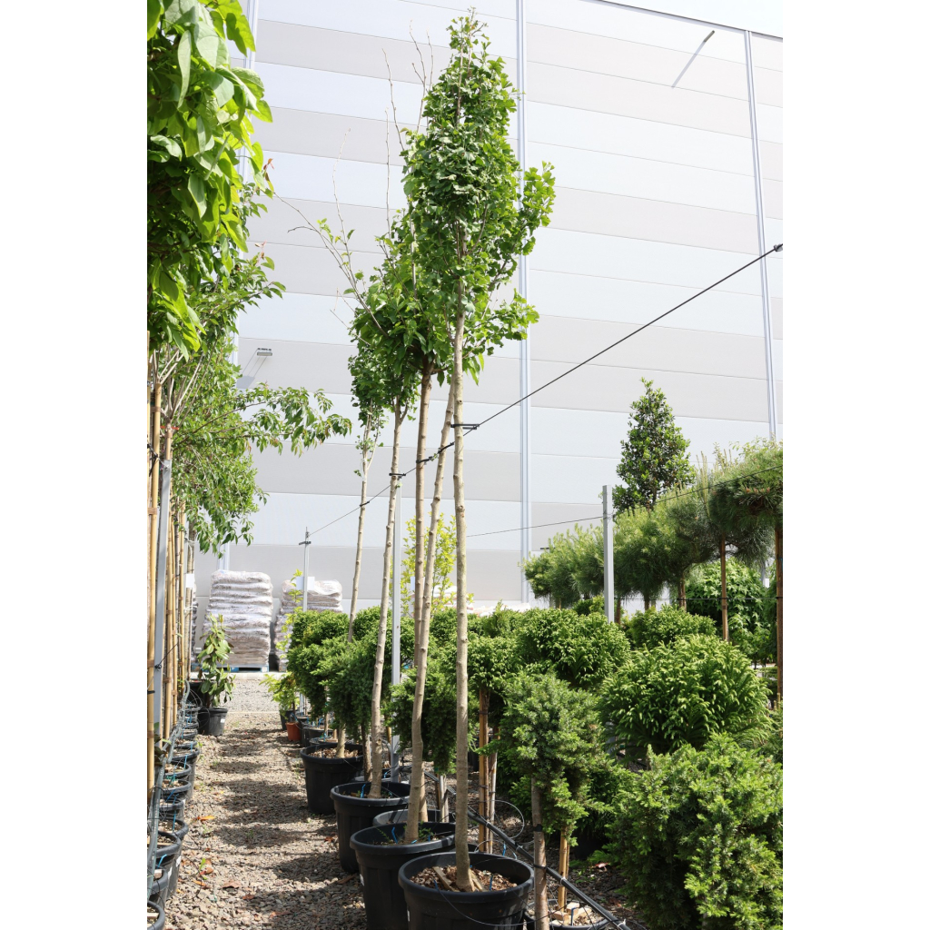 TÖRPE PÁFRÁNYFENYŐ MAGASTÖRZSŰ- GINKGO BILOBA