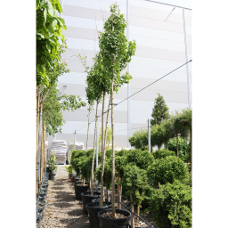 TÖRPE PÁFRÁNYFENYŐ MAGASTÖRZSŰ- GINKGO BILOBA