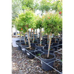 GRÁNÁTALMA TÖRZSES 1/4- PUNICA GRANATUM NANA