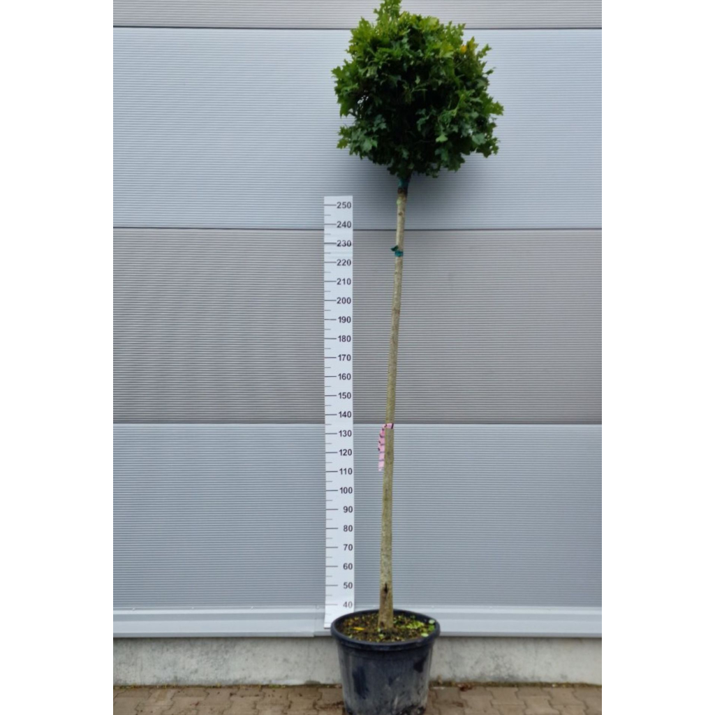 MOCSÁRI GÖMB TÖLGY- QUERCUS PALUSTRIS GREEN DWARF