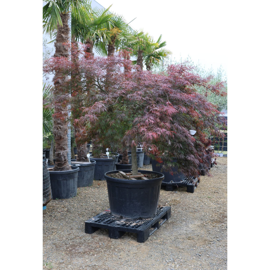 JAPÁN JUHAR INABA-SHIDARE 230 L- ACAR PALMATUM DISSECTUM INABA-SHIDARE