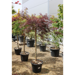 JAPÁN JUHAR INABA-SHIDARE TÖRZSES 1/2 - ACER PALMATUM INABA-SHIDARE