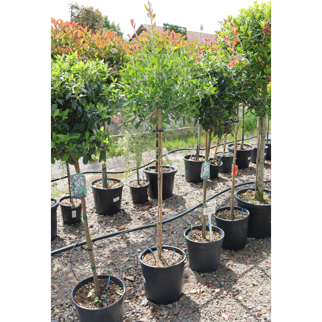 CITROMILLATÚ KEFEVIRÁG TÖRZSES 1/2- CALLISTEMON CITRINUS