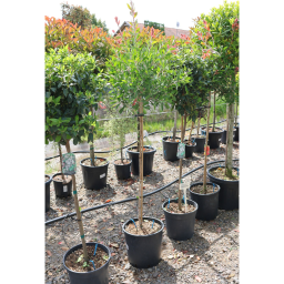 CITROMILLATÚ KEFEVIRÁG TÖRZSES 1/2- CALLISTEMON CITRINUS