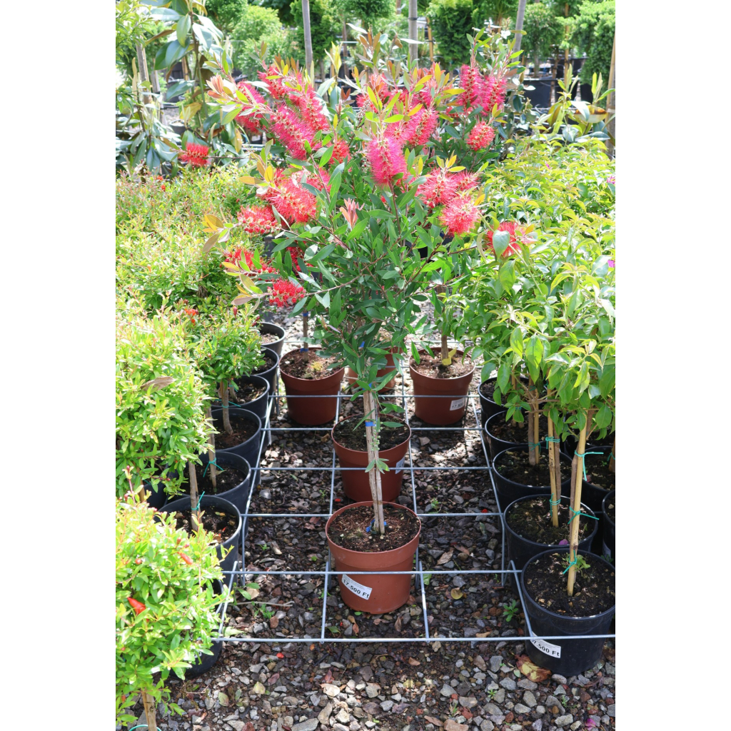 CITROMILLATÚ KEFEVIRÁG TÖRZSES 1/4- CALLISTEMON CITRINUS