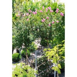 KÍNAI SELYEMMIRTUSZ FA-LAGERSTROEMIA INDICA IN VARIETA’ STANDARD