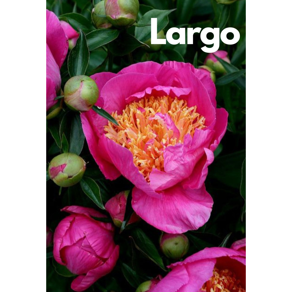 BAZSARÓZSA TÖBBFÉLE-PAEONIA LACTIFLORA