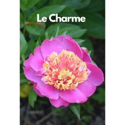 BAZSARÓZSA TÖBBFÉLE-PAEONIA LACTIFLORA