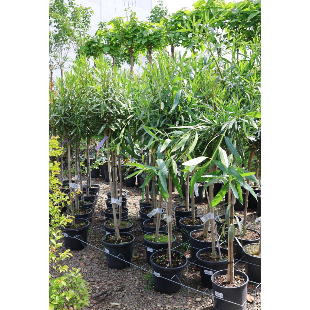 LEANDER TÖRZSES 1/2-NERIUM OLEANDER