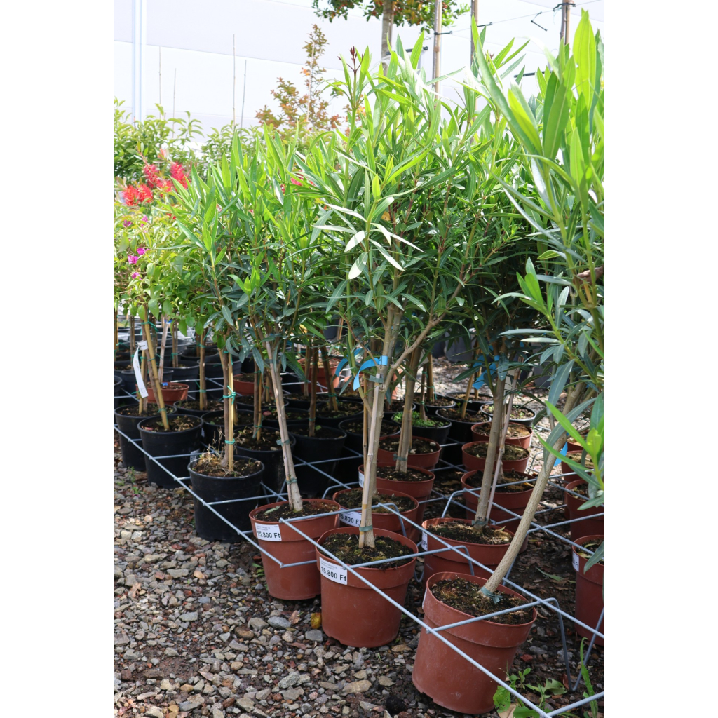 LEANDER TÖRZSES 1/4-NERIUM OLEANDER