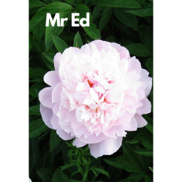 BAZSARÓZSA TÖBBFÉLE-PAEONIA LACTIFLORA