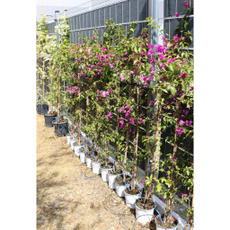 MURVAFÜRT GLABRA SANDERIANA 3 L- BOUGAINVILLEA GLABRA SANDERIANA