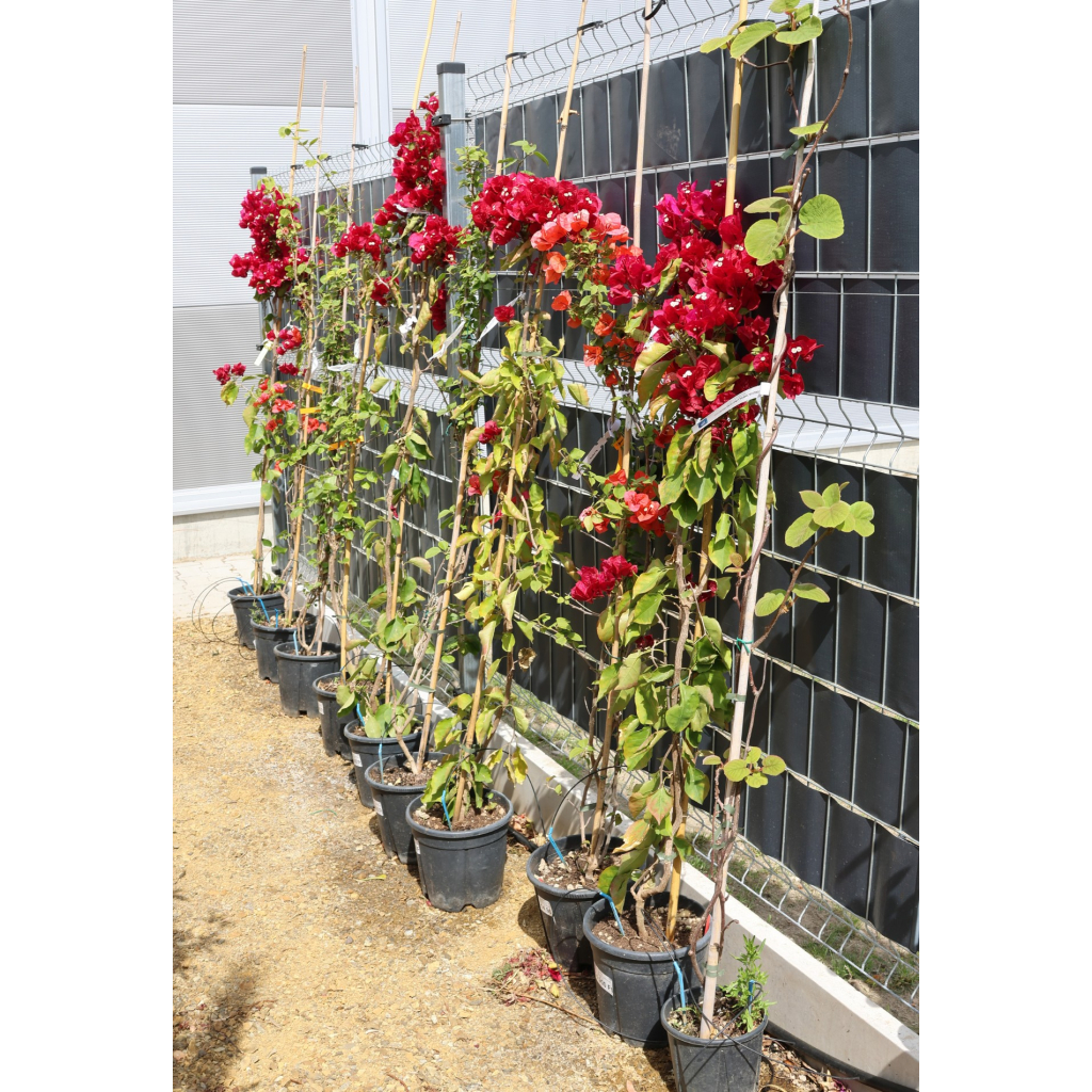 MURVAFÜRT GLABRA SANDERIANA 9 L- BOUGAINVILLEA GLABRA SANDERIANA