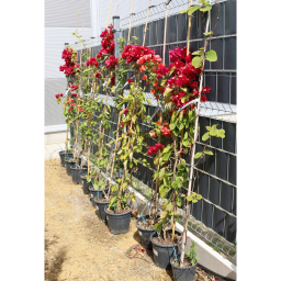 MURVAFÜRT GLABRA SANDERIANA 9 L- BOUGAINVILLEA GLABRA SANDERIANA