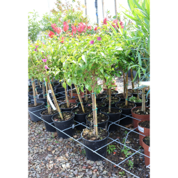 MURVAFÜRT GLABRA SANDERIANA TÖRZSES 1/4- BOUGAINVILLEA GLABRA SANDERIANA