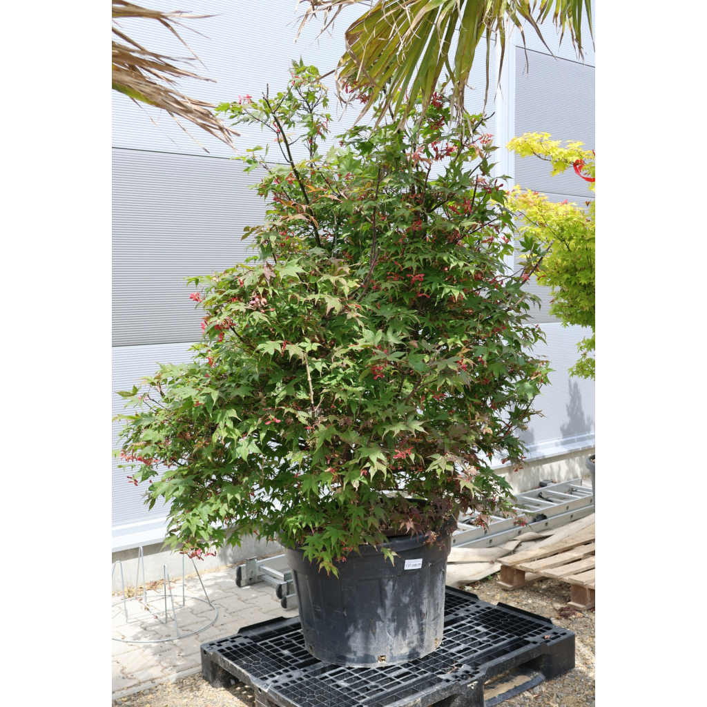JAPÁN JUHAR OSAKAZUKI 140/160 CM-ACER PALMATUM OSAKAZUKI