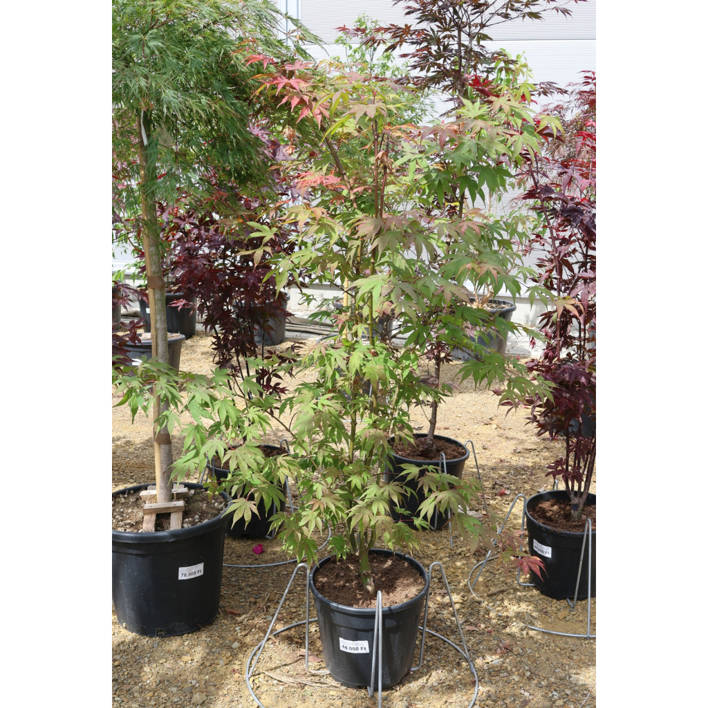 JAPÁN JUHAR OSAKAZUKI 15 L -ACER PALMATUM OSAKAZUKI