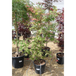 JAPÁN JUHAR OSAKAZUKI 15 L -ACER PALMATUM OSAKAZUKI
