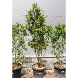 PERZSA VARÁZSFA TÖBBTÖRZSES 200 CM- PARROTIA PERSICA