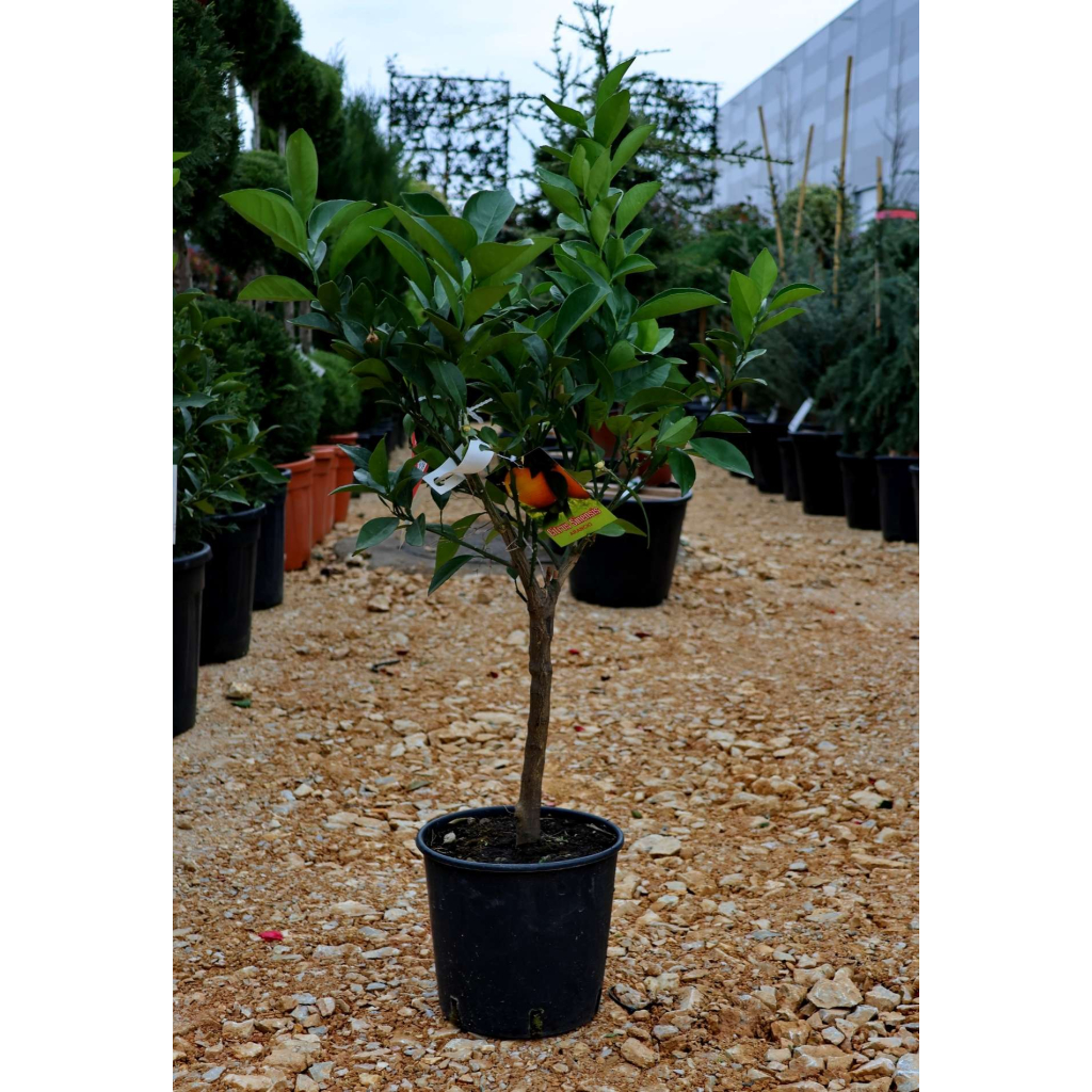 NARANCSFA TÖRZSES 1/4 - CITRUS SINENSIS ARANCIO