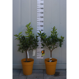 NARANCSFA TÖRZSES 1/4 - CITRUS SINENSIS ARANCIO