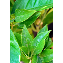 NARANCSFA TÖRZSES 1/4 - CITRUS SINENSIS ARANCIO