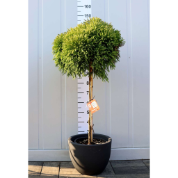 TÖRPE GÖMB JAPÁNCIPRUS 1/4- CRYPTOMERIA JAPONICA GLOBOSA NANA