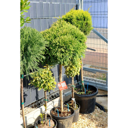 TÖRPE GÖMB JAPÁNCIPRUS 1/4- CRYPTOMERIA JAPONICA GLOBOSA NANA
