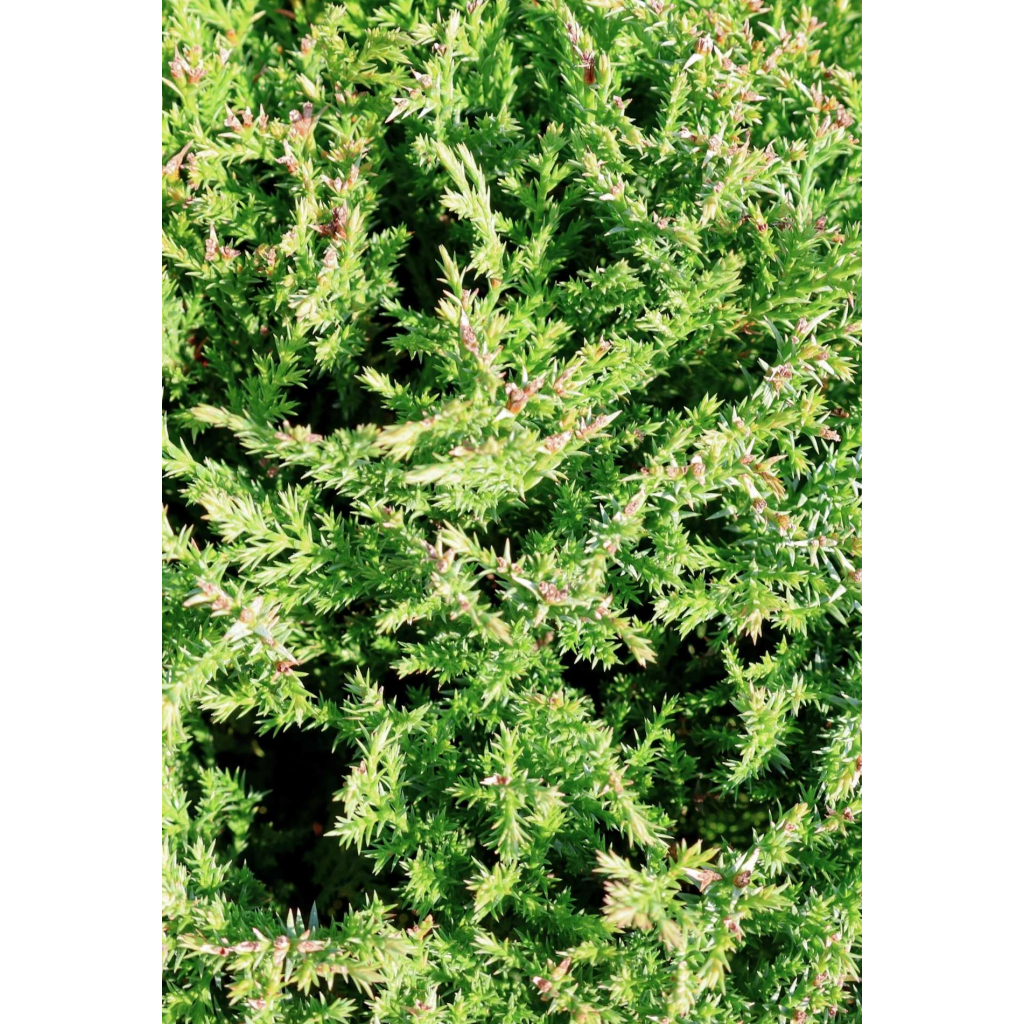 LEYLANDI CIPRUS VITO GÖMB - CUPRESSOCYPARIS LEYLANDII VITO BALL